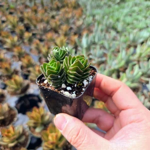 Crassula Buddha's Temple Live Plant - Rare Succulent, 2 or 4 inch Pot - Image 10