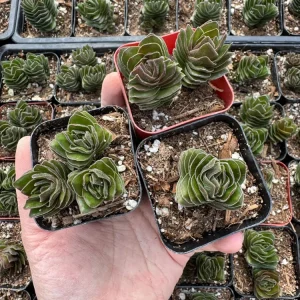 Crassula Buddha's Temple Live Plant - Rare Succulent, 2 or 4 inch Pot - Image 11