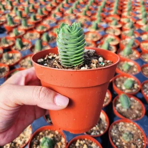 Crassula Buddha's Temple Live Plant - Rare Succulent, 2 or 4 inch Pot - Image 12