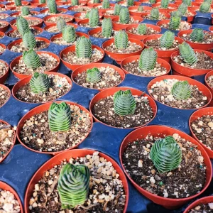 Crassula Buddha's Temple Live Plant - Rare Succulent, 2 or 4 inch Pot - Image 13