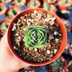 Crassula Buddha's Temple Live Plant - Rare Succulent, 2 or 4 inch Pot - Image 14