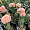 Crassula Buddha's Temple Live Plant - Rare Succulent, 2 or 4 inch Pot - Image 1