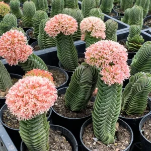Crassula Buddha's Temple Live Plant - Rare Succulent, 2 or 4 inch Pot - Image 1