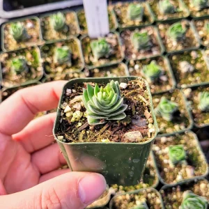 Crassula Buddha's Temple Live Plant - Rare Succulent, 2 or 4 inch Pot - Image 8