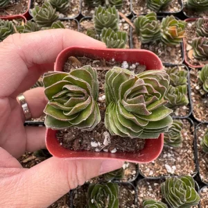 Crassula Buddha's Temple Live Plant - Rare Succulent, 2 or 4 inch Pot - Image 9