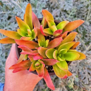 Crassula Capitella Campfire Live Succulent Plant – 2 or 4 Inch Pot – Indoor/Outdoor - Image 2