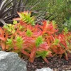 Crassula Capitella Campfire Live Succulent Plant – 2 or 4 Inch Pot – Indoor/Outdoor - Image 1