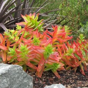Crassula Capitella Campfire Live Succulent Plant – 2 or 4 Inch Pot – Indoor/Outdoor - Image 1