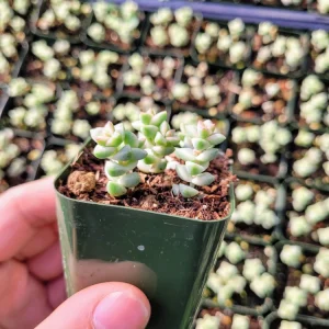 Crassula Commutata Live Succulent Plant – 2 Inch Pot – Stacking Crassula – Indoor/Outdoor - Image 7