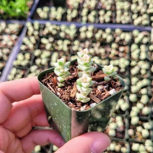 Crassula Commutata Live Succulent Plant – 2 Inch Pot – Stacking Crassula – Indoor/Outdoor - Image 1