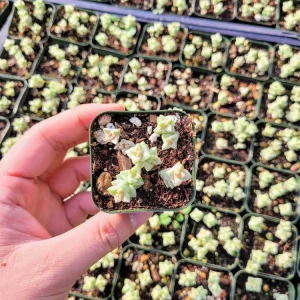 Crassula Commutata Live Succulent Plant – 2 Inch Pot – Stacking Crassula – Indoor/Outdoor - Image 8