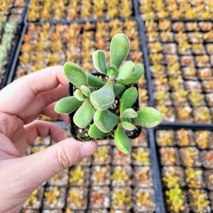 Crassula congesta 'Little Jewel' Live Plant – Fuzzy Succulent – 2 inch Pot - Image 7