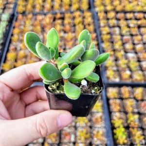 Crassula congesta 'Little Jewel' Live Plant – Fuzzy Succulent – 2 inch Pot - Image 8