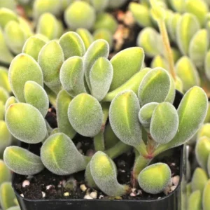 Crassula congesta 'Little Jewel' Live Plant – Fuzzy Succulent – 2 inch Pot - Image 9