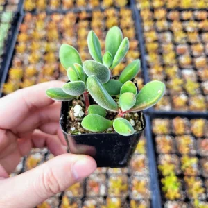 Crassula congesta 'Little Jewel' Live Plant – Fuzzy Succulent – 2 inch Pot - Image 1