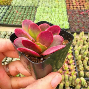 Crassula Money Maker Variegata Live Succulent Plant – 2 inch Potted - Image 2