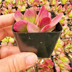 Crassula Money Maker Variegata Live Succulent Plant – 2 inch Potted - Image 3