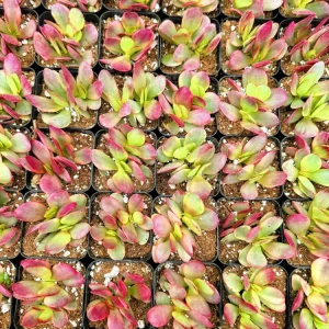 Crassula Money Maker Variegata Live Succulent Plant – 2 inch Potted - Image 4