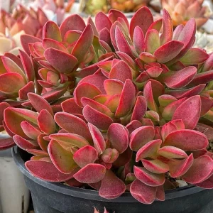 Crassula Money Maker Variegata Live Succulent Plant – 2 inch Potted - Image 1