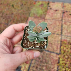 Crassula Morgan's Beauty Live Plant – Silver Springtime Succulent – 2 or 4 Inch Pot - Image 3