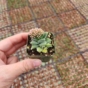 Crassula Morgan's Beauty Live Plant – Silver Springtime Succulent – 2 or 4 Inch Pot - Image 4