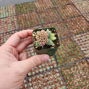 Crassula Morgan's Beauty Live Plant – Silver Springtime Succulent – 2 or 4 Inch Pot - Image 5