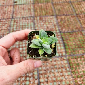 Crassula Morgan's Beauty Live Plant – Silver Springtime Succulent – 2 or 4 Inch Pot - Image 6