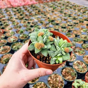 Crassula Morgan's Beauty Live Plant – Silver Springtime Succulent – 2 or 4 Inch Pot - Image 7