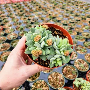 Crassula Morgan's Beauty Live Plant – Silver Springtime Succulent – 2 or 4 Inch Pot - Image 8