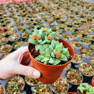 Crassula Morgan's Beauty Live Plant – Silver Springtime Succulent – 2 or 4 Inch Pot - Image 9
