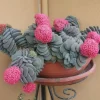 Crassula Morgan's Beauty Live Plant – Silver Springtime Succulent – 2 or 4 Inch Pot - Image 1