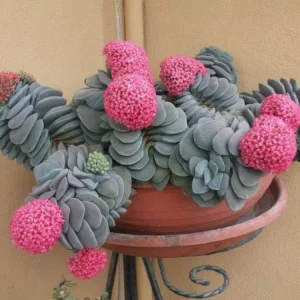 Crassula Morgan's Beauty Live Plant – Silver Springtime Succulent – 2 or 4 Inch Pot - Image 1