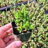 Crassula Muscosa Succulent – Princess Pine Live Plant – 2 Inch Potted - Image 1