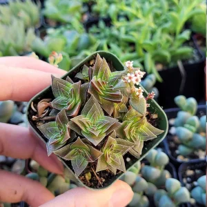 Crassula Pagoda Village Live Succulent Plant - 2 inch Potted, Unique Colors, Indoor/Outdoor - Image 2