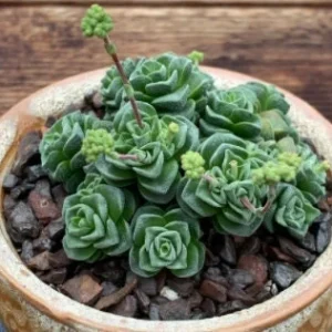 Crassula Pagoda Village Live Succulent Plant - 2 inch Pot - Indoor/Outdoor - Image 2