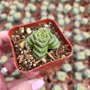 Crassula Pagoda Village Live Succulent Plant - 2 inch Pot - Indoor/Outdoor - Image 3