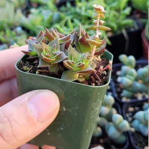 Crassula Pagoda Village Live Succulent Plant - 2 inch Potted, Unique Colors, Indoor/Outdoor - Image 3