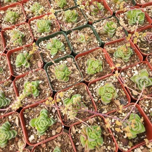Crassula Pagoda Village Live Succulent Plant - 2 inch Pot - Indoor/Outdoor - Image 4