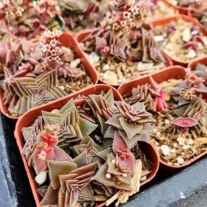 Crassula Pagoda Village Live Succulent Plant - 2 inch Potted, Unique Colors, Indoor/Outdoor - Image 4