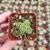 Crassula Pagoda Village Live Succulent Plant - 2 inch Pot - Indoor/Outdoor - Image 1