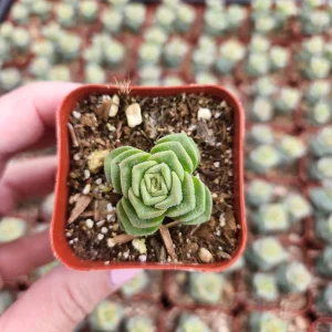 Crassula Pagoda Village Live Succulent Plant - 2 inch Pot - Indoor/Outdoor - Image 1