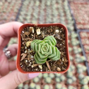 Crassula Pagoda Village Live Succulent Plant - 2 inch Pot - Indoor/Outdoor - Image 5