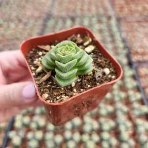 Crassula Pagoda Village Live Succulent Plant - 2 inch Pot - Indoor/Outdoor - Image 6
