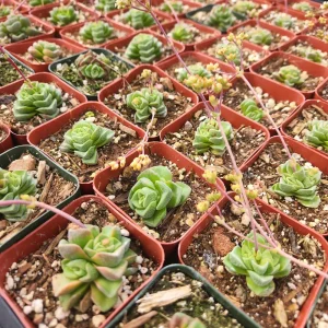 Crassula Pagoda Village Live Succulent Plant - 2 inch Pot - Indoor/Outdoor - Image 7