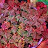 Crassula Pagoda Village Live Succulent Plant - 2 inch Potted, Unique Colors, Indoor/Outdoor - Image 1