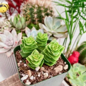Crassula Perforata Live Plant - String of Buttons Succulent - 2 Inch Pot - Indoor - Image 8