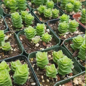 Crassula Perforata Live Plant - String of Buttons Succulent - 2 Inch Pot - Indoor - Image 9