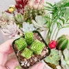 Crassula Perforata Live Plant - String of Buttons Succulent - 2 Inch Pot - Indoor - Image 1