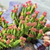 Crassula Perforata String of Buttons Live Succulent Plant – 2 Inch Pot – Indoor - Image 1