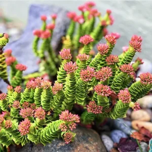 Crassula Perforata String of Buttons Live Succulent Plant – 2 Inch Pot – Indoor - Image 1